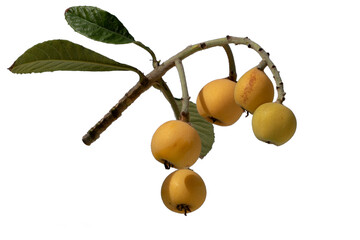 Ripe fruits of a loquat (Eriobotrya japonica) in april