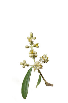 A flowering twig of the Gemlik olive variety in April