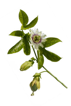 A beautiful flower of the passion fruit (Passiflora edulis) in spring time