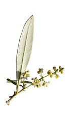 A flowering twig of the Gemlik olive variety in April