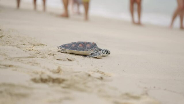 Turtle on the beach crawling sea water first time.