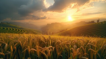 The golden light shines from behind the clouds onto green terraces of wheat ears. Generative AI.