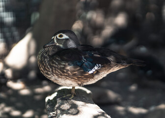 bird on a rock