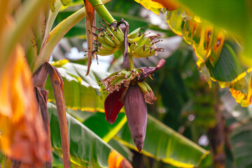 Banana fruits on a banana plantation.
