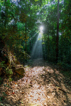 The beautiful hiking trails in the Tijuca National Park offer adventurers and tourists the beauty of nature, flora and fauna. Dawn light breaks through the leaves, during the fall in Rio de Janeiro.