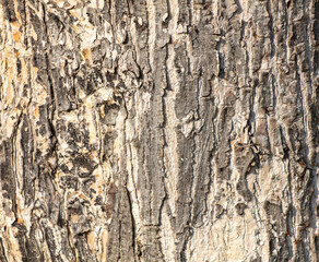 Bark on a tree as an abstract background. Texture