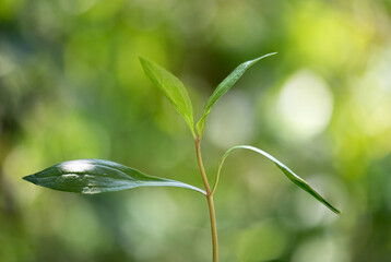 Eupatorium fortunei turcz branch green leaves on natural background.