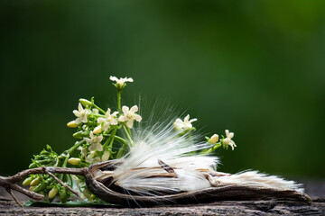 Gymnema inodorum flowers and seeds on natural background.