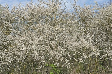 Schlehenblüte