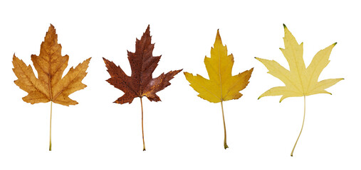 Collection of autumn wire silver maple leaf cut out on transparent background. Set of various maple...