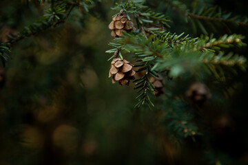 Pine Cones on a Pine Tree