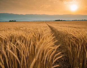 Obraz premium Golden Wheat Field at Sunset with Mountains Backdrop