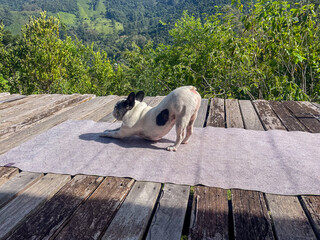French bulldog stretching on a yoga mat. In the Mantiqueira mountain range, in Sao Paulo, Brazil.