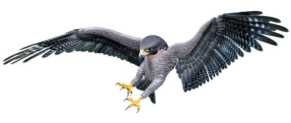 3D Rendering Falcon Bird on White