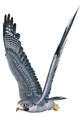 3D Rendering Falcon Bird on White