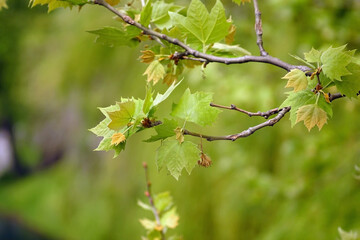 Plane tree branch with the first small leaves on a green background.