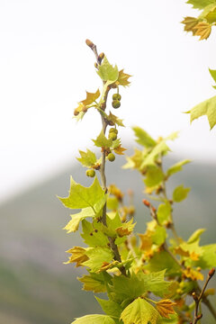 Sycamore tree in spring: young leaves and fruits on a branch close-up