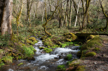 Obraz premium 早春の渓流