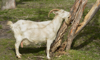 Fototapeta premium full length portrait of a goat on a farm