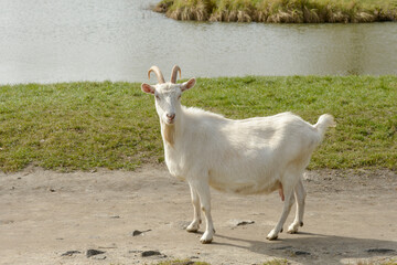 Obraz premium full length portrait of a goat on a farm