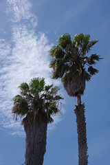 Two tall fan palms against the sunlight and blue sky