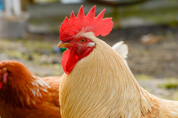 portrait of a rooster close-up