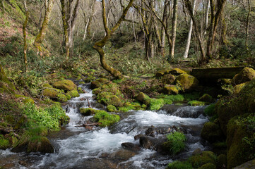 Obraz premium 早春の渓流