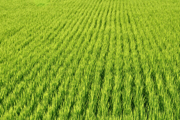 緑の稲がすくすく育った田んぼ