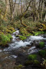 早春の渓流
