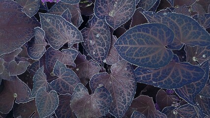 Blue leaves with red veins of the epimedium plant. 
Abstract floral background. Raindrops on the plant.