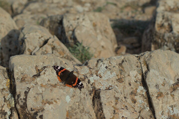 Mariposa  negra y naranja posada sobre piedra