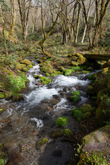 Obraz premium 早春の渓流