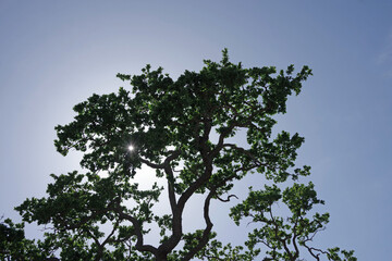 California oak tree under blue sky against the sunlight