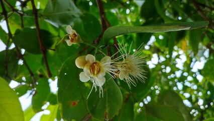 tropical flowers planted in the home garden