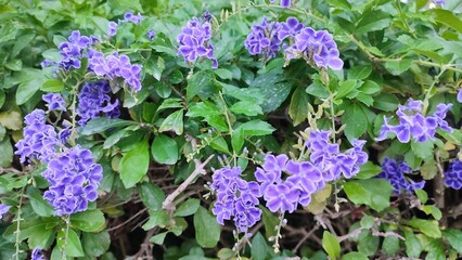 Obraz premium tropical flowers planted in the home garden