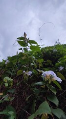 Ipomoea purpurea (Morning Glory) in light purple