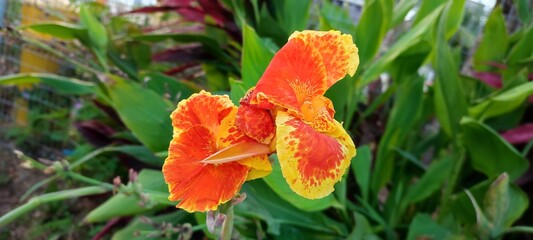 tropical flowers planted in the home garden
