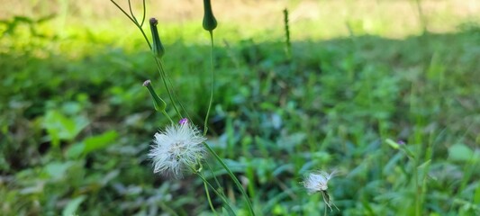 tropical flowers planted in the home garden