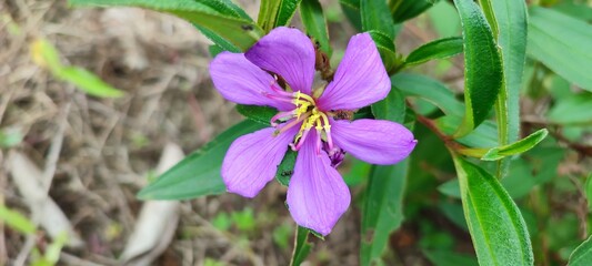 the purple Rhododendron flower(s) in the wild