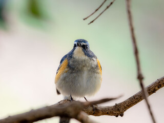 深い藪の奥でリラックスしているルリビタキの雄