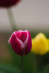 Tulip Flower Aesthetics Drops Rain