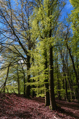 Frisches Maigrün im Wald, Buchen treiben aus