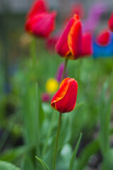 Tulip Flower Aesthetics Drops Rain