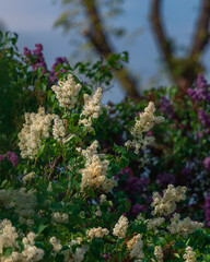 Lilac bush Spring branch of blooming lilac. Beautiful bouquet. Selective focus. Bright flowers of a spring lilac bush. Spring lilac flowers close-up. A sprig of a beautiful varietal blooming flower