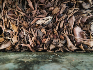 close up of a pile of dry leaves in a gutter