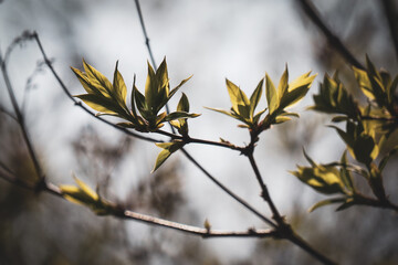 Close up of a branch during spring