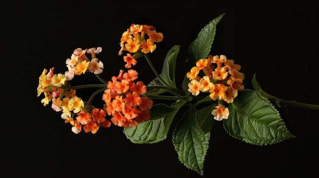 Lantana camara belongs to the verbenaceae family and is a type of blooming plant