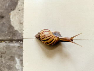 snail on the road