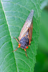 Cicada Walking Across a Leaf