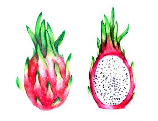 Hand drawn watercolor dragon fruit illustration set. Tropical exotic pitaya whole and half cut for food and drink background.